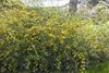 Kerria japonica 'Pleniflora', Ranunkelstrauch, gelb, 40–60 Produktbild-Vorschau 10