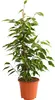 Dehner Birkenfeige Forever, Ficus benjamina, im Sortenmix, Produktbild-Vorschau 2