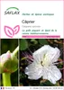 SAFLAX  - Câprier - 25 graines - Capparis Voir les images du produit 1