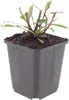 Gaura lindheimeri Whirling Butterflies 6 rostlin bílá Ø9cm Náhled obrázku produktu 2
