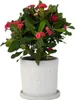 Wilczomlecz okazały - Euphorbia 'Milii' - Wysokość 25-35cm Podgląd zdjęcia produktu 7