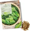 Spinat Samen (Winterriese, 125 Korn) - Winterspinat Saatgut Produktbild-Vorschau 1