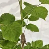 Rubus Idaeus 'Polka', frambozenstruik, in pot van 2 liter Productafbeelding-voorbeeld 4