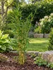 Fargesia robusta Campbell, altezza 40-60 cm. Bambù da Anteprima dell’immagine prodotto 3