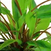 Aquarium Pflanze 3 Stk Cryptocoryne wendtii Green Produktbild-Vorschau 2