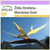 SAFLAX - Żółta Strelitzia - Mandelas Gold - 4 Nasiona - Podgląd zdjęcia produktu 8