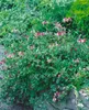 Lonicera periclymenum 'Serotina', Geißblatt, rot-gelb, Produktbild-Vorschau 2