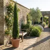 Cupressus Gartenpflanze, 100 cm hoch, 18 cm Produktbild-Vorschau 1