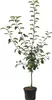 Retina ® Apfelbaum - Buschbaum Topfballen (Versandzeit: Produktbild-Vorschau 2
