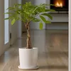 Arbre à argent - Pachira aquatica - Hauteur 60-70cm - ⌀17cm Voir les images du produit 5