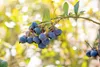 Kulturheidelbeere Bluecrop 80-100 cm, im Topf - Vaccinium Produktbild-Vorschau 5