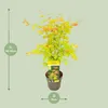 Japanse esdoorn 'Orange Dream', oranje bladkleur. Hoogte: Productafbeelding-voorbeeld 9