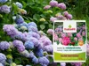 Fruktovit Dünger für Rhododendren, Hortensien und andere Produktbild-Vorschau 4