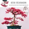 Semi di bonsai straordinari con un alto tasso di Anteprima dell’immagine prodotto 3