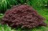 Acer palmatum 'Crimson Queen', Japanischer Ahorn, rot, Produktbild-Vorschau 5