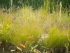Stauden Gänge 3 x Pennisetum alopecuroides 'Hameln Gold ®' Produktbild-Vorschau 6