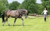 USG Longier und Trainingssystem Longiersystem Warmblut Produktbild-Vorschau 7