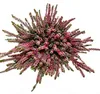 Calluna vulgaris - Set mit 3 Pflanzen - Besenheide - Produktbild-Vorschau 3