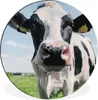 MuchoWow® Aluminium Wandkreis Kuh - Wiese - Natur - Tiere - Produktbild-Vorschau 1