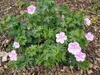 Stauden Gänge 3 x Geranium sanguineum 'Apfelblüte' - Rosa Produktbild-Vorschau 3