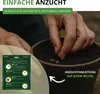 Radieschen Riesenbutter Samen - Raphanus sativus - Produktbild-Vorschau 4