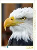 Calvendo Adler - Foto-Puzzle, 1000 Teile, 1000 Stück(e), Produktbild-Vorschau 1