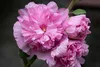 SAFLAX  - Stockrosen - Mix - Alcea rosea - 100 Samen - Mit Produktbild-Vorschau 8