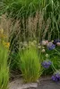 Stauden Gänge 1 x Molinia caerulea 'Heidezwerg' im 1 Liter Produktbild-Vorschau 4