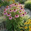 Echinacea p. Magnus 3er Set, rosafarben, orangebraun, 20 cm Produktbild-Vorschau 5