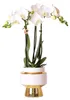 Orchideje Colibri | Bílá orchidej Phalaenopsis – Amabilis + Náhled obrázku produktu 1
