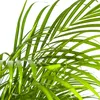Goldfruchtpalme - Dypsis lutescens - Areca - Solitärpflanze Produktbild-Vorschau 4