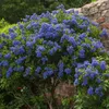 Lilas de Californie - Ceanothus thyrsiflorus Repens - Voir les images du produit 5