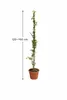 Plumbago auriculata 120–160 cm – Gelsomino blu, Plumbago Anteprima dell’immagine prodotto 5
