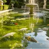 Aérateur de bassin solaire – SUNPUMP Voir les images du produit 9