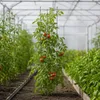 Tuteurs KADAX 150 cm, lot de 3, tuteurs pour plantes Voir les images du produit 4