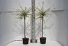 Salix Hakuro Nishiki japanische Harlekin Weide Stamm Produktbild-Vorschau 2