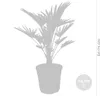 Bloomique - Trachycarpus Wagnerianus - Palma wachlarzowata Podgląd zdjęcia produktu 3