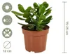 Crassula Ovata, Geldbaum, Sukkulente, 15-20 cm, Topf 12 cm Produktbild-Vorschau 7