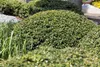 Ilex crenata 'Green Lustre', Japanische Stechpalme, Produktbild-Vorschau 1