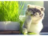 TRIXIE 4236, Katze, 100 g Produktbild-Vorschau 5