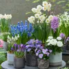 Mischung aus 100 - 6 Monate alten Blumen - Farbmischung - Produktbild-Vorschau 4