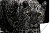 MuchoWow® Poster Schwarz-Weiß-Foto eines farbigen Leoparden Produktbild-Vorschau 1