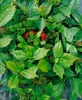 Aucuba japonica 'Rozannie', Japanische Aukube, immergrün, Produktbild-Vorschau 5