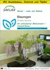 SAFLAX Anzucht Set - Blauregen  - Wisteria sinensis - 4 Produktbild-Vorschau 1