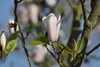 Magnolia soulangiana 'Heaven Scent', Magnolie, rosa Blüten, Produktbild-Vorschau 3