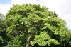SAFLAX  - Arbre impérial - 200 graines - Paulownia Voir les images du produit 4
