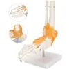 Anatomický model kostry v měřítku 1:1 v životní velikosti Náhled obrázku produktu 14