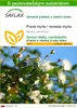 SAFLAX - Pravá myrta / nevesta myrta - Myrtus communis - 30 Náhľad obrázku produktu 1
