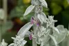Stachys byzantina, Wollziest, silbrig, ca. 9x9 cm Topf Produktbild-Vorschau 7