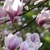 Bakker.com - Tulpen-Magnolie, Der topf / 2L / Lieferhöhe Produktbild-Vorschau 4